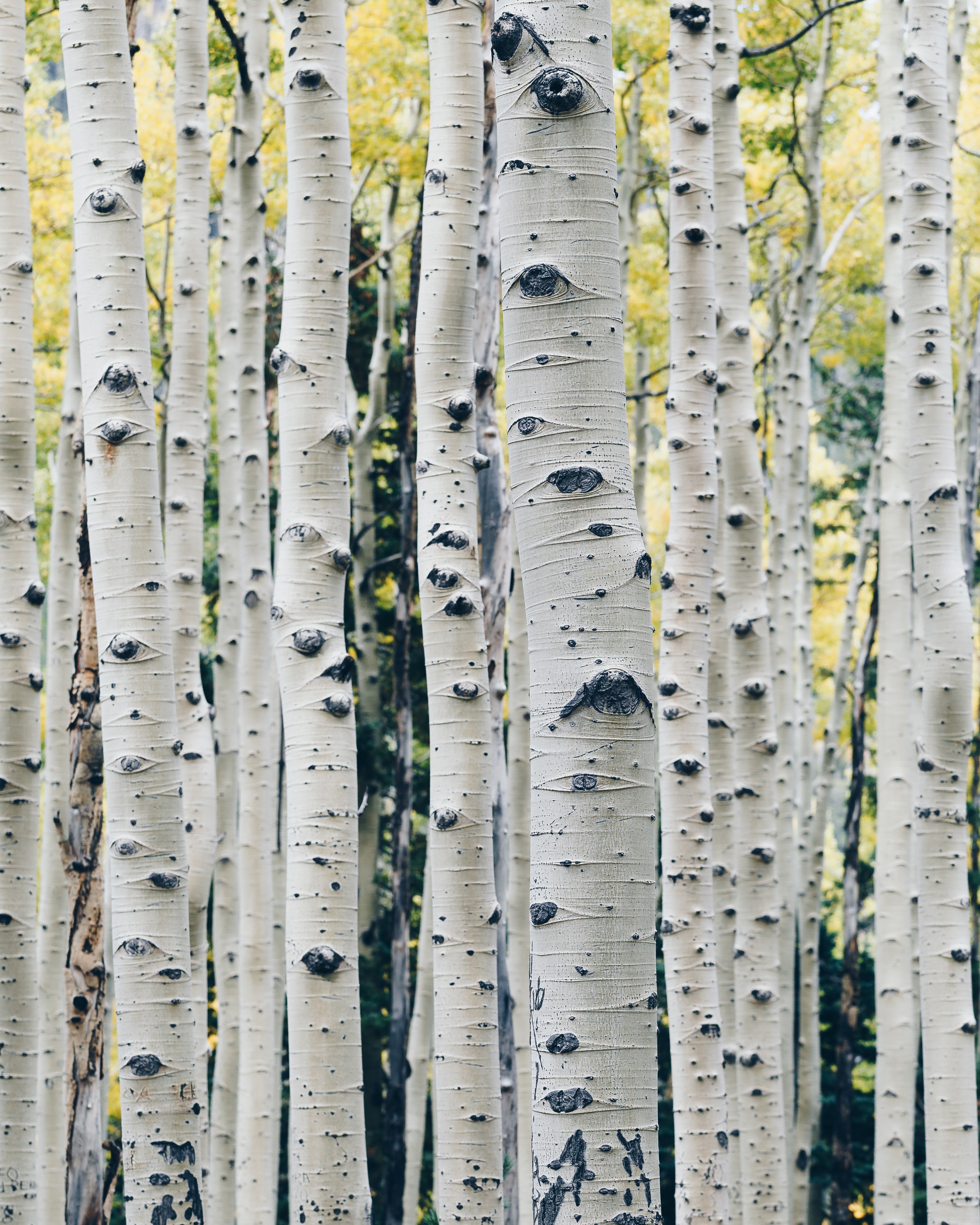 Birch Water Benefits - Have You Heard of Birch Water for Detox?