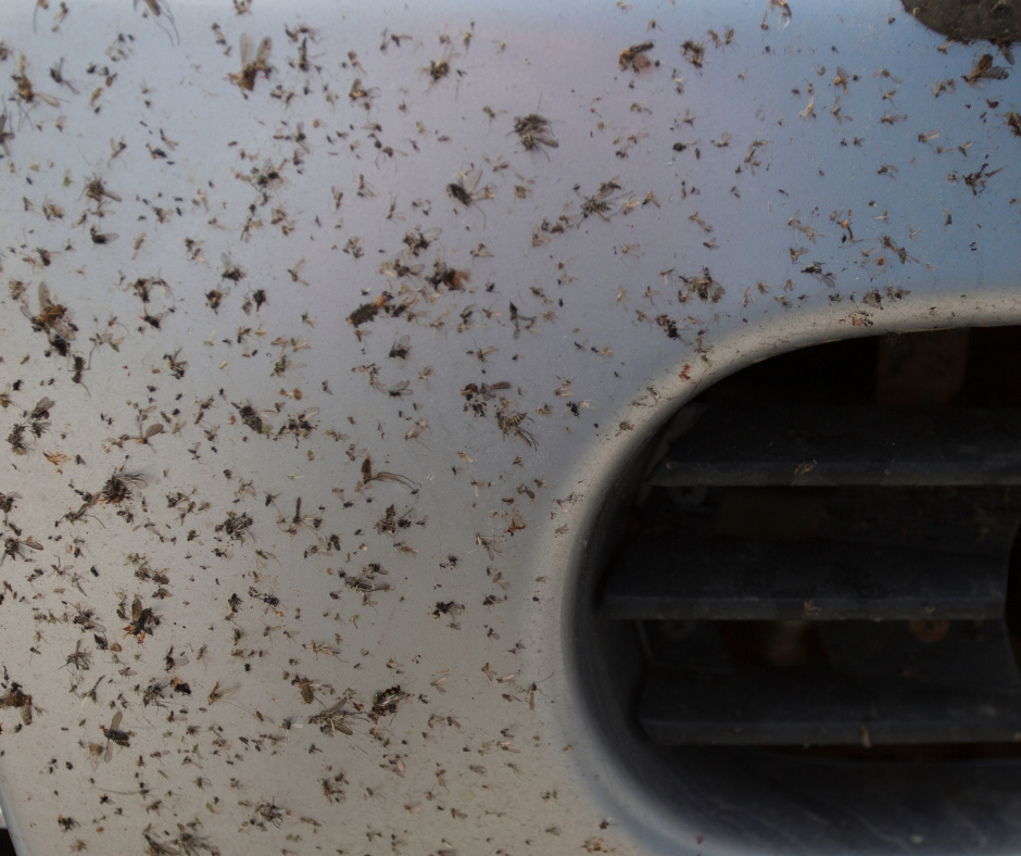 Jak skutecznie usunąć insekty z samochodu? 🚗🦟