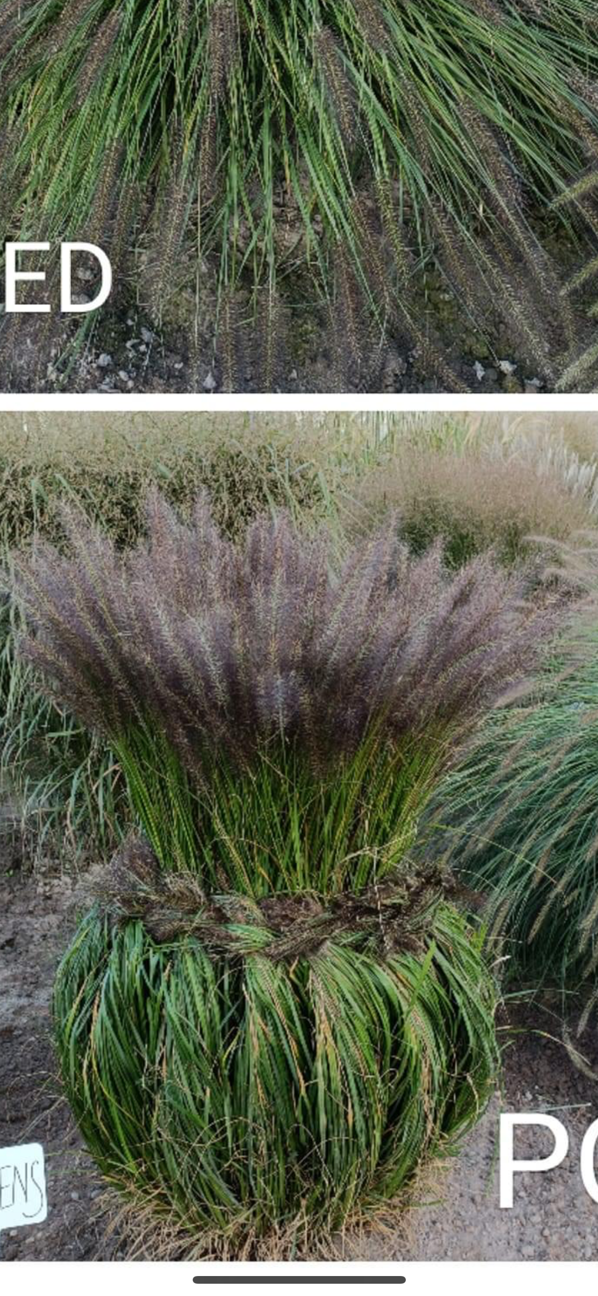 W jakim celu trzeba wiązać trawy ozdobne na zimę? 